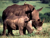 Животные:Африканские животные01