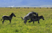 Животные:Африканские животные02