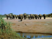 Животные:Африканские животные11
