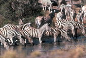 Животные:Африканские животные12