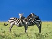 Животные:Африканские животные31