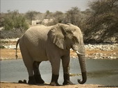 Животные:Африканские животные41