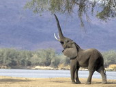 Животные:Африканские животные42