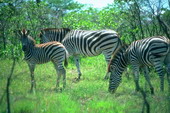 Животные:Африканские животные50