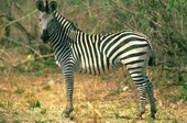 Животные:Африканские животные51