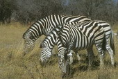 Животные:Африканские животные52