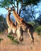 Животные:Африканские животные62