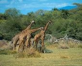 Животные:Африканские животные01