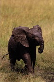 Животные:Африканские животные21
