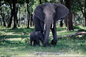 Животные:Африканские животные22