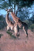Животные:Африканские животные61