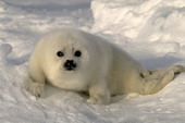 Животные:Арктические животные00