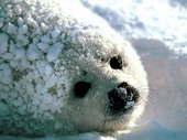 Животные:Арктические животные01