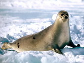 Животные:Арктические животные02