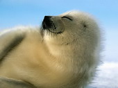 Животные:Арктические животные10