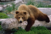 Животные:Медведи01