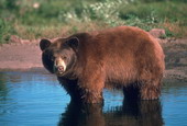 Животные:Медведи32