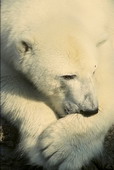 Животные:Медведи51