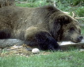Животные:Медведи52
