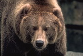 Животные:Медведи31