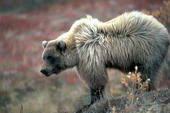 Животные:Медведи42