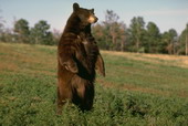 Животные:Медведи50