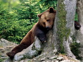 Животные:Медведи51