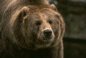 Животные:Медведи52
