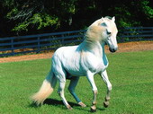 Животные:Лошади02