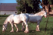 Животные:Лошади10