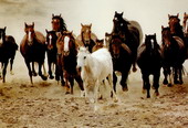 Животные:Лошади22