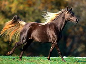 Животные:Лошади32