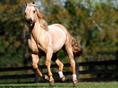 Животные:Лошади41