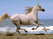 Животные:Лошади50