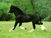 Животные:Лошади51
