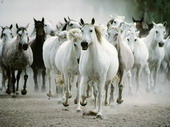 Животные:Лошади60