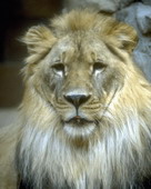 Животные:Львы30