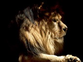 Животные:Львы32