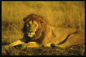 Животные:Львы50