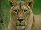 Животные:Львы01