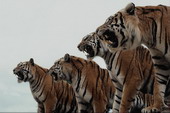 Животные:Тигры11
