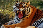 Животные:Тигры12