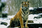 Животные:Тигры20