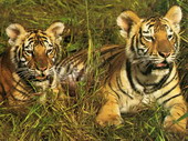 Животные:Тигры32
