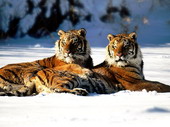 Животные:Тигры50