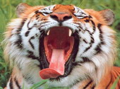 Животные:Тигры52