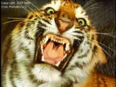 Животные:Тигры61