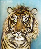 Животные:Тигры62