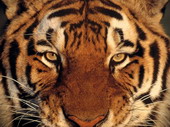 Животные:Тигры00