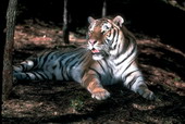 Животные:Тигры01